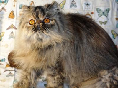Champion Kitty Parties Butterfly - Persian - Gallery Photo #1