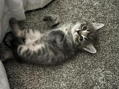 Daisy - Scottish Fold - Gallery Photo #1