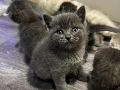 Leo - Scottish Fold - Gallery Photo #1