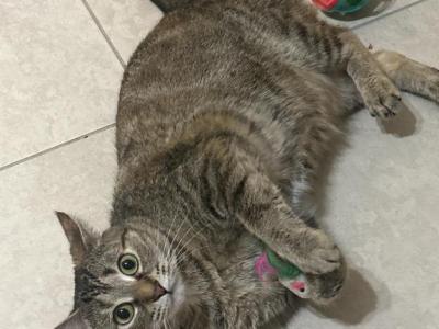 Chiquita - Domestic - Gallery Photo #1