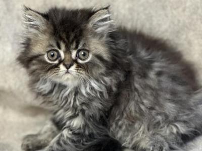 CFA FR07 Blue Smoke Tabby Cream Female - Persian - Gallery Photo #1