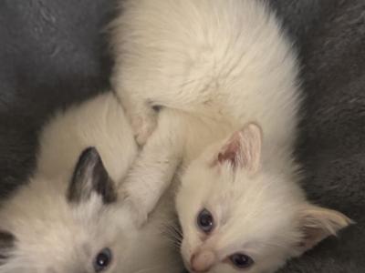 Siamese Kittens - Siamese - Gallery Photo #1