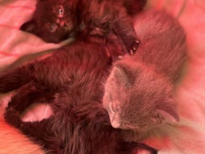 Kittens For Sale - Domestic - Gallery Photo #1