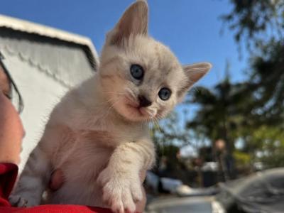 Snowflake - Bengal - Gallery Photo #1