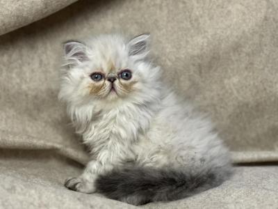 CFA FR08 Tortie Point FEMALE - Persian - Gallery Photo #1