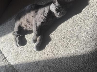 Lucy - Domestic - Gallery Photo #1