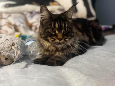 Keeva - Maine Coon - Gallery Photo #1