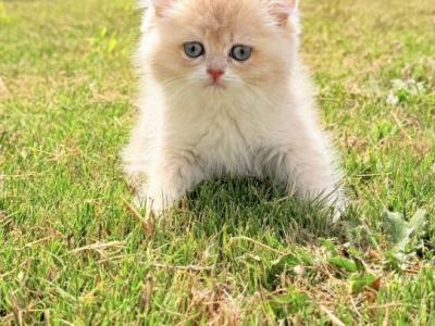 Zephyr - British Shorthair - Gallery Photo #1