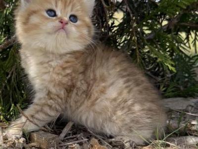 Peanut - British Shorthair - Gallery Photo #1