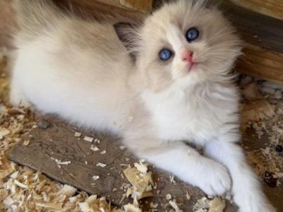 Gatita - Ragdoll - Gallery Photo #1