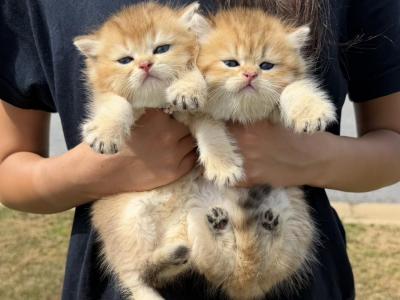 Biscuit - British Shorthair - Gallery Photo #1