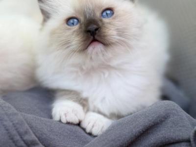Cleome - Ragdoll - Gallery Photo #1