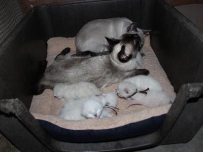 May Babies - Siamese - Gallery Photo #1