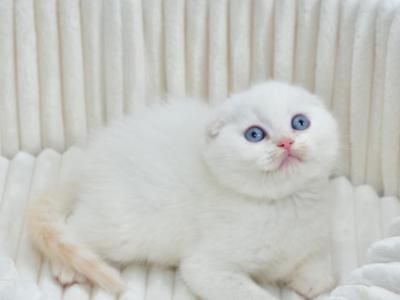 Jeff - Scottish Fold - Gallery Photo #1