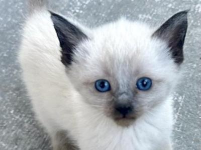 Siamese Kitty - Siamese - Gallery Photo #1