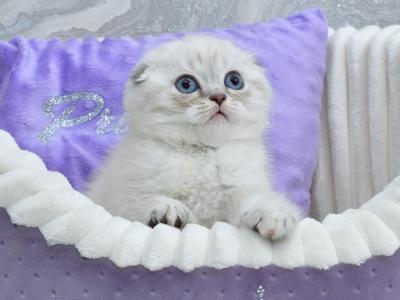 Jennifer - Scottish Fold - Gallery Photo #1