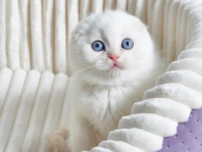 Jeff - Scottish Fold - Gallery Photo #1