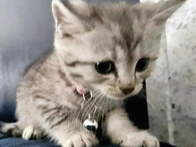 Scottish Straight Kittens - Scottish Straight - Gallery Photo #1