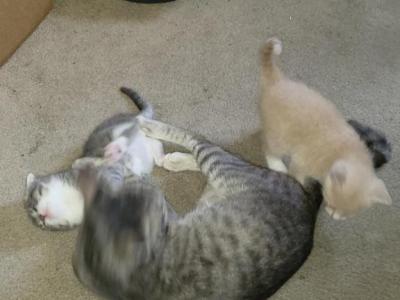 None - Domestic - Gallery Photo #1