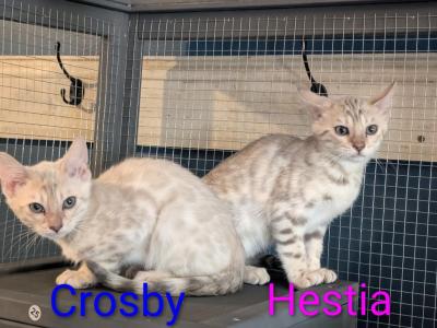 Ilia Litter - Bengal - Gallery Photo #1