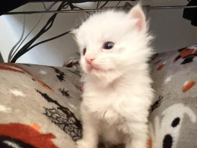 Ragdoll - Ragdoll - Gallery Photo #1