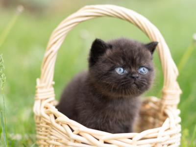 Bea Babies - Exotic - Gallery Photo #1
