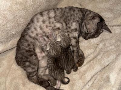 The Meowdalorians - Egyptian Mau - Gallery Photo #1