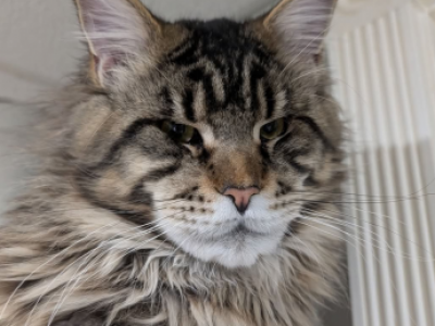 Elvis - Maine Coon - Gallery Photo #1