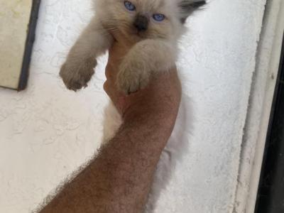 Cuttys - Ragdoll - Gallery Photo #1