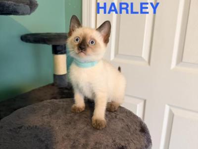 Harley&Lilly&Chloe - Siamese - Gallery Photo #1