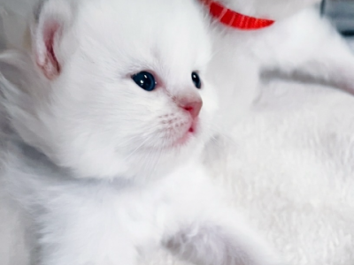 Priscillas Litter - Himalayan - Gallery Photo #1