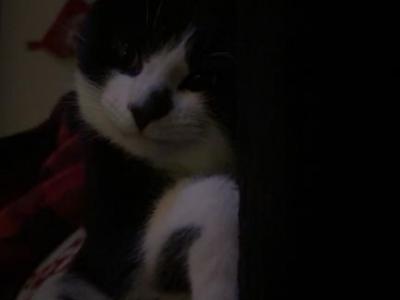 Smokey - Domestic - Gallery Photo #1