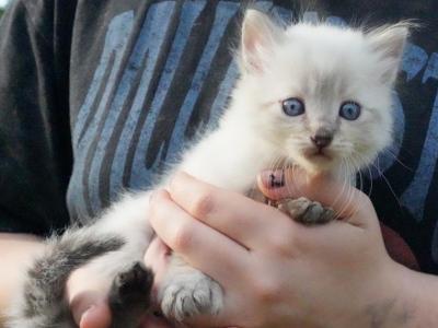 Luna Tater Tot - Ragdoll - Gallery Photo #1