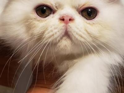 Bravissimo - Persian - Gallery Photo #1