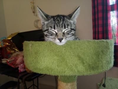 Peanut - Domestic - Gallery Photo #1