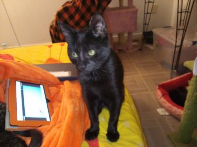 Sammy - Domestic - Gallery Photo #1