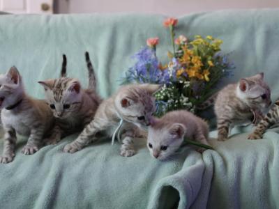 Winter And Mauis Babies - Bengal - Gallery Photo #1