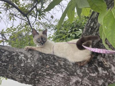 Pink And Yellow Girl - Bengal - Gallery Photo #1