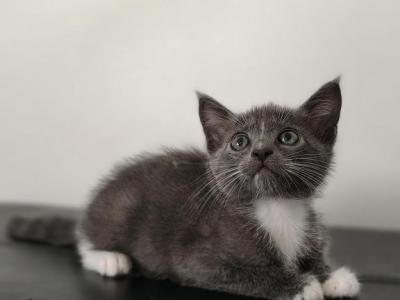 Chunky Chip - Russian Blue - Gallery Photo #1
