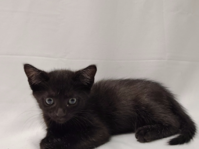 Raven - Bombay - Gallery Photo #1