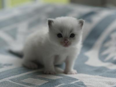 Pudding - Ragdoll - Gallery Photo #1