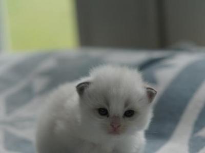 Tofu - Ragdoll - Gallery Photo #1