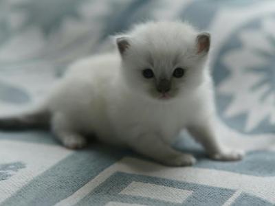 Cookie - Ragdoll - Gallery Photo #1