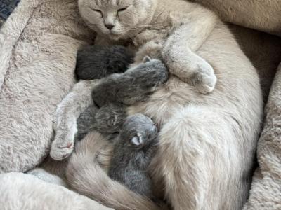 British Shorthair Kittens - British Shorthair - Gallery Photo #1
