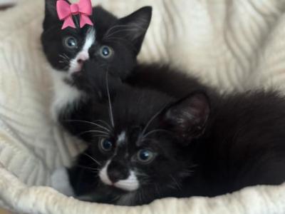 Oreo And Mini - Domestic - Gallery Photo #1