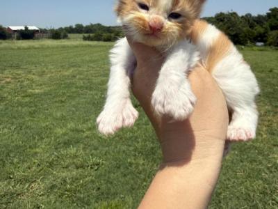 Garfield Polydactyl - Maine Coon - Gallery Photo #1