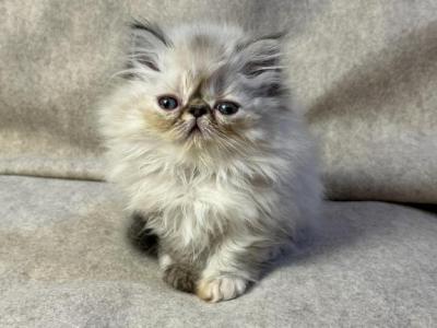 CFA FR09 Tortie Point Female - Himalayan - Gallery Photo #1