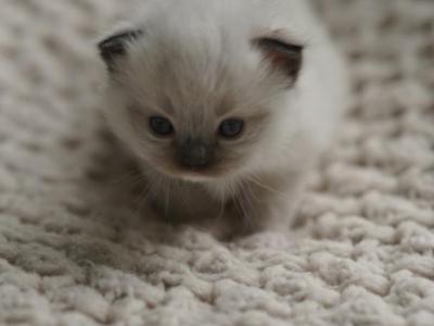 Truffle - Ragdoll - Gallery Photo #1