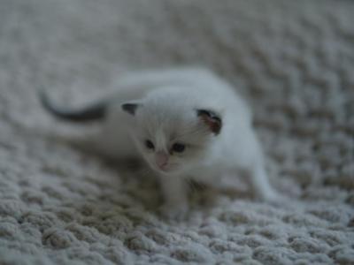 Sushi - Ragdoll - Gallery Photo #1