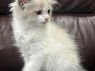 SnowBall Male V Face Radgoll - Ragdoll - Gallery Photo #1
